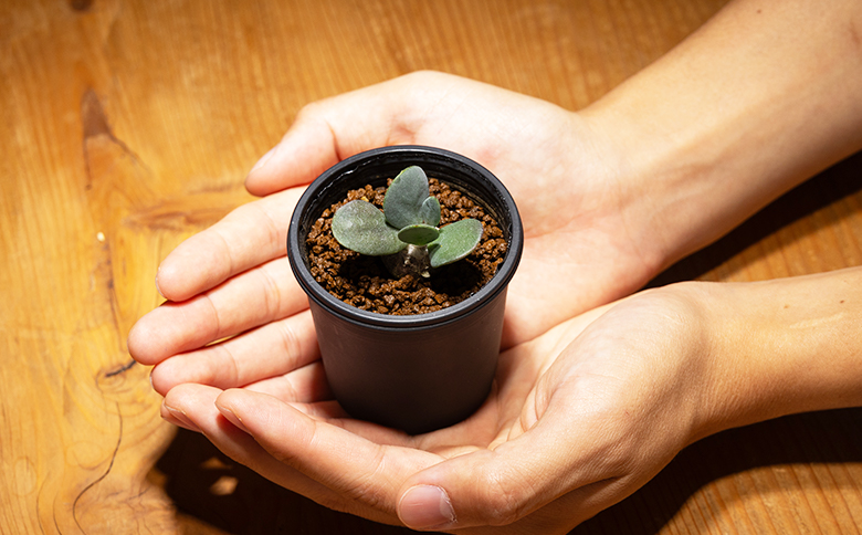 インターメディア オトンナ - 塊根植物 植物 小型種 インテリア ナチュラル 自然 グリーン 観葉植物 おしゃれ 癒し かわいい 多肉植物 サキュレントフィールド Succulent field 高知県 香南市 常温 cc-0004