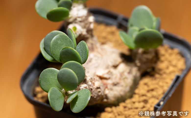 インターメディア オトンナ - 塊根植物 植物 小型種 インテリア ナチュラル 自然 グリーン 観葉植物 おしゃれ 癒し かわいい 多肉植物 サキュレントフィールド Succulent field 高知県 香南市 常温 cc-0004