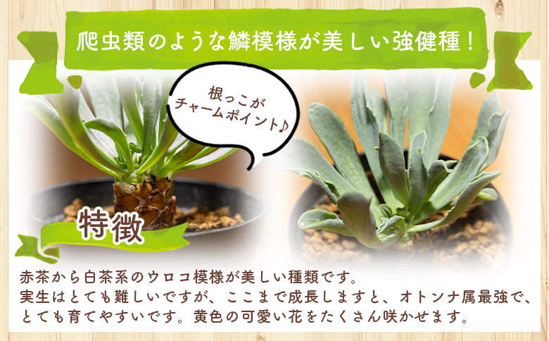 ã¬ããã«ãŠãªã¹ ãªãã³ã - 塿 ¹æ€ç© æ€ç© 鱿𡿧 匷å¥çš® ãªãã³ãå± è²ãŠããã ã€ã³ããªã¢ ããã¥ã©ã« èªç¶ ã°ãªãŒã³ èŠ³èæ€ç© ãããã çã ãããã å€èæ€ç© ãµãã¥ã¬ã³ããã£ãŒã«ã Succulent field é«ç¥ç éŠååž åžžæž© cc-0005