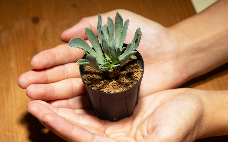 ã¬ããã«ãŠãªã¹ ãªãã³ã - 塿 ¹æ€ç© æ€ç© 鱿𡿧 匷å¥çš® ãªãã³ãå± è²ãŠããã ã€ã³ããªã¢ ããã¥ã©ã« èªç¶ ã°ãªãŒã³ èŠ³èæ€ç© ãããã çã ãããã å€èæ€ç© ãµãã¥ã¬ã³ããã£ãŒã«ã Succulent field é«ç¥ç éŠååž åžžæž© cc-0005