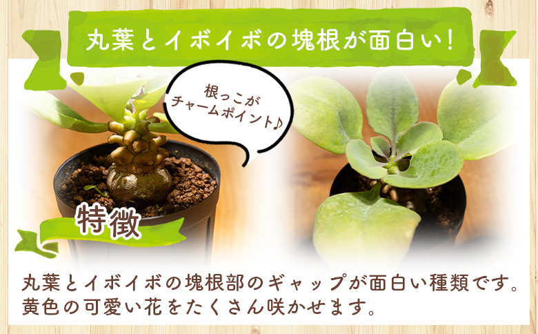 ãã¬ãŒ ãªãã³ã - æ€ç© ãªãã³ãå± å¡æ ¹ ã€ã³ããªã¢ ããã¥ã©ã« èªç¶ ã°ãªãŒã³ èŠ³èæ€ç© ãããã çã ãããã å€èæ€ç© 塿 ¹æ€ç© ãµãã¥ã¬ã³ããã£ãŒã«ã Succulent field é«ç¥ç éŠååž åžžæž© cc-0007