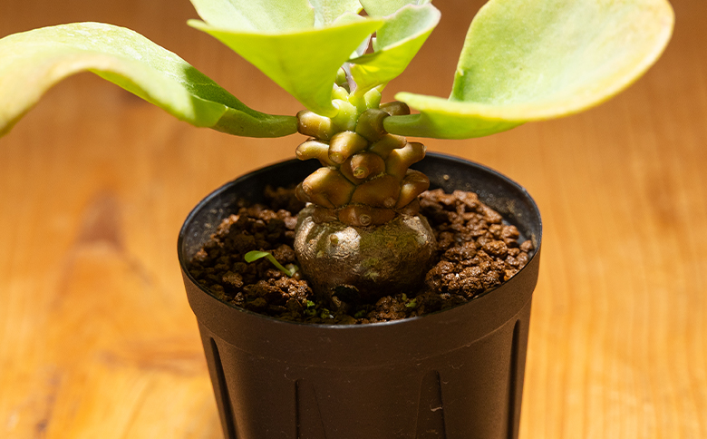 ãã¬ãŒ ãªãã³ã - æ€ç© ãªãã³ãå± å¡æ ¹ ã€ã³ããªã¢ ããã¥ã©ã« èªç¶ ã°ãªãŒã³ èŠ³èæ€ç© ãããã çã ãããã å€èæ€ç© 塿 ¹æ€ç© ãµãã¥ã¬ã³ããã£ãŒã«ã Succulent field é«ç¥ç éŠååž åžžæž© cc-0007