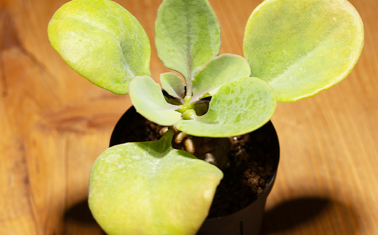 ãã¬ãŒ ãªãã³ã - æ€ç© ãªãã³ãå± å¡æ ¹ ã€ã³ããªã¢ ããã¥ã©ã« èªç¶ ã°ãªãŒã³ èŠ³èæ€ç© ãããã çã ãããã å€èæ€ç© 塿 ¹æ€ç© ãµãã¥ã¬ã³ããã£ãŒã«ã Succulent field é«ç¥ç éŠååž åžžæž© cc-0007