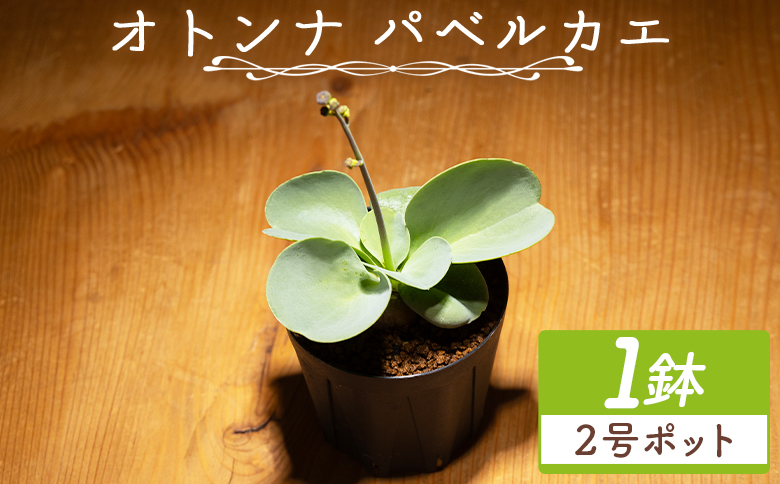 パベルカエ オトンナ - 植物 オトンナ属 レア レア種 インテリア ナチュラル 自然 グリーン 観葉植物 おしゃれ 癒し かわいい 多肉植物 塊根植物 サキュレントフィールドSucculent field 高知県 香南市 常温 cc-0008