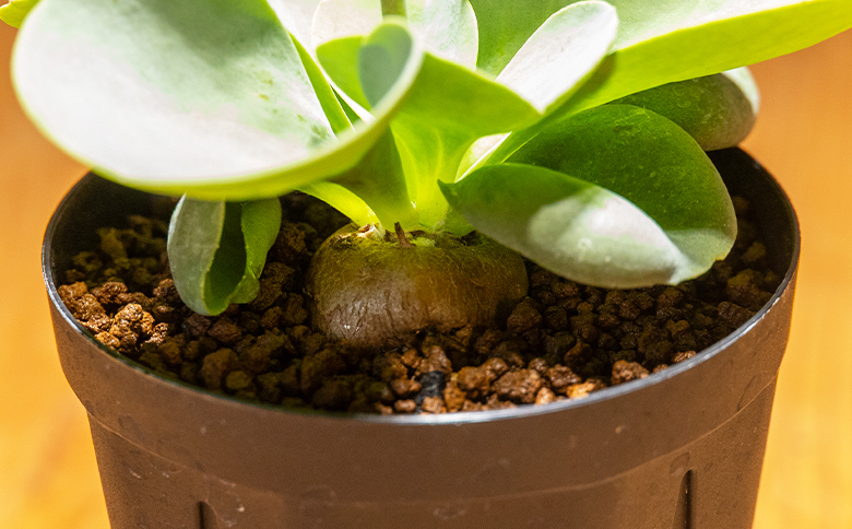 ããã«ã«ãš ãªãã³ã - æ€ç© ãªãã³ãå± ã¬ã¢ ã¬ã¢çš® ã€ã³ããªã¢ ããã¥ã©ã« èªç¶ ã°ãªãŒã³ èŠ³èæ€ç© ãããã çã ãããã å€èæ€ç© 塿 ¹æ€ç© ãµãã¥ã¬ã³ããã£ãŒã«ãSucculent field é«ç¥ç éŠååž åžžæž© cc-0008