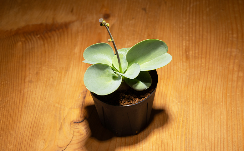 ããã«ã«ãš ãªãã³ã - æ€ç© ãªãã³ãå± ã¬ã¢ ã¬ã¢çš® ã€ã³ããªã¢ ããã¥ã©ã« èªç¶ ã°ãªãŒã³ èŠ³èæ€ç© ãããã çã ãããã å€èæ€ç© 塿 ¹æ€ç© ãµãã¥ã¬ã³ããã£ãŒã«ãSucculent field é«ç¥ç éŠååž åžžæž© cc-0008