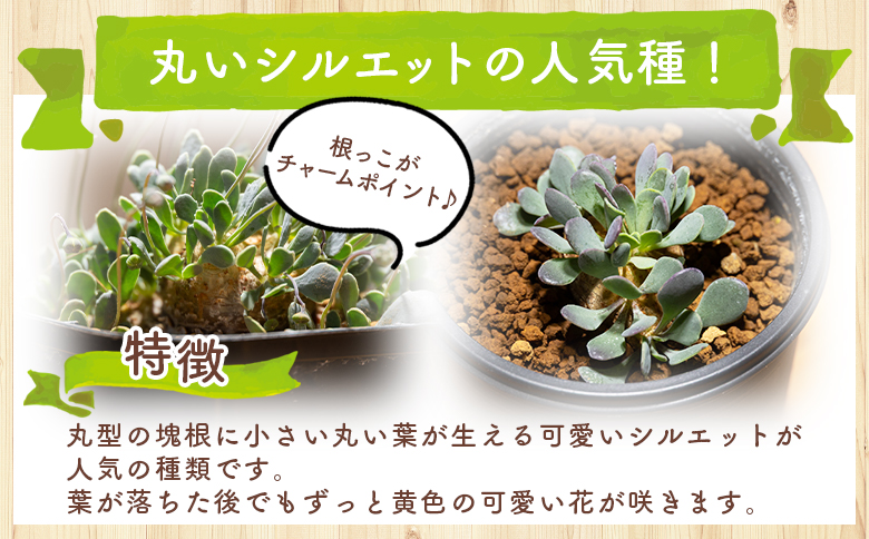 カカリオイデス オトンナ - 植物 オトンナ属 インテリア ナチュラル 自然 グリーン 観葉植物 おしゃれ 癒し かわいい 多肉植物 塊根植物 サキュレントフィールド Succulent field 高知県 香南市 常温 cc-0010