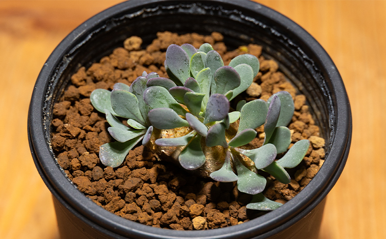 カカリオイデス オトンナ - 植物 オトンナ属 インテリア ナチュラル 自然 グリーン 観葉植物 おしゃれ 癒し かわいい 多肉植物 塊根植物 サキュレントフィールド Succulent field 高知県 香南市 常温 cc-0010