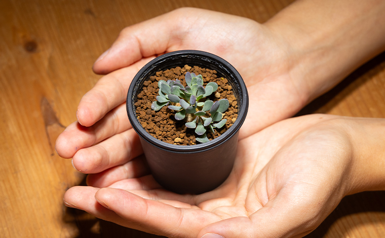 カカリオイデス オトンナ - 植物 オトンナ属 インテリア ナチュラル 自然 グリーン 観葉植物 おしゃれ 癒し かわいい 多肉植物 塊根植物 サキュレントフィールド Succulent field 高知県 香南市 常温 cc-0010
