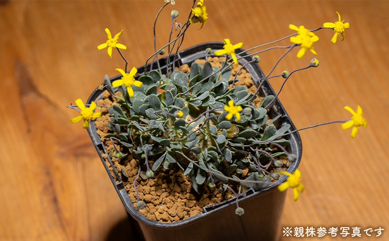 カカリオイデス オトンナ - 植物 オトンナ属 インテリア ナチュラル 自然 グリーン 観葉植物 おしゃれ 癒し かわいい 多肉植物 塊根植物 サキュレントフィールド Succulent field 高知県 香南市 常温 cc-0010