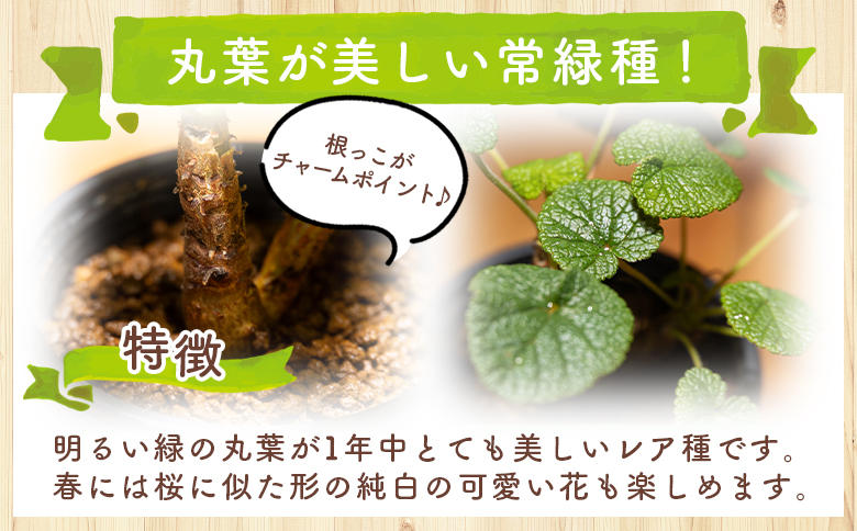 コチレドニス ペラルゴニウム - 物 常緑種 インテリア ナチュラル 自然 グリーン 観葉植物 おしゃれ 癒し かわいい 多肉植物 塊根植物 サキュレントフィールド Succulent field 高知県 香南市 常温 cc-0012