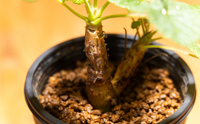 コチレドニス ペラルゴニウム - 物 常緑種 インテリア ナチュラル 自然 グリーン 観葉植物 おしゃれ 癒し かわいい 多肉植物 塊根植物 サキュレントフィールド Succulent field 高知県 香南市 常温 cc-0012