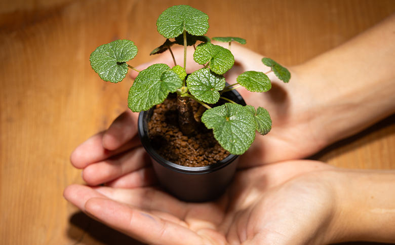 コチレドニス ペラルゴニウム - 物 常緑種 インテリア ナチュラル 自然 グリーン 観葉植物 おしゃれ 癒し かわいい 多肉植物 塊根植物 サキュレントフィールド Succulent field 高知県 香南市 常温 cc-0012