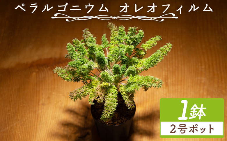 オレオフィルム ペラルゴニウム - 植物 インテリア ナチュラル 自然 グリーン カラフル 観葉植物 おしゃれ 癒し かわいい 多肉植物 塊根植物 サキュレントフィールド Succulent field 高知県 香南市 常温 cc-0014