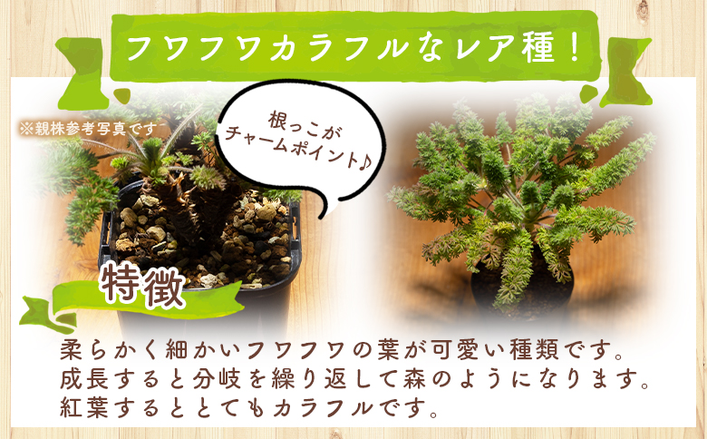 オレオフィルム ペラルゴニウム - 植物 インテリア ナチュラル 自然 グリーン カラフル 観葉植物 おしゃれ 癒し かわいい 多肉植物 塊根植物 サキュレントフィールド Succulent field 高知県 香南市 常温 cc-0014