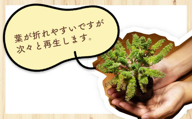 オレオフィルム ペラルゴニウム - 植物 インテリア ナチュラル 自然 グリーン カラフル 観葉植物 おしゃれ 癒し かわいい 多肉植物 塊根植物 サキュレントフィールド Succulent field 高知県 香南市 常温 cc-0014