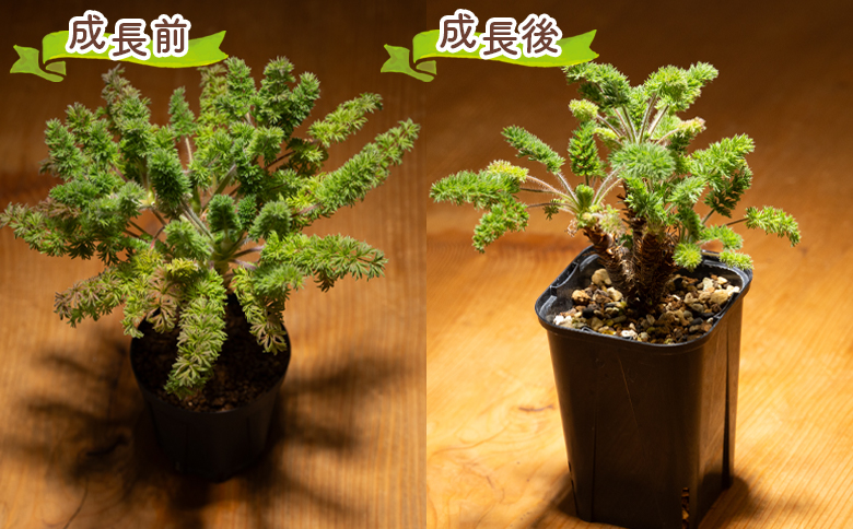オレオフィルム ペラルゴニウム - 植物 インテリア ナチュラル 自然 グリーン カラフル 観葉植物 おしゃれ 癒し かわいい 多肉植物 塊根植物 サキュレントフィールド Succulent field 高知県 香南市 常温 cc-0014
