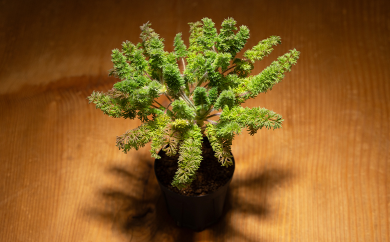 オレオフィルム ペラルゴニウム - 植物 インテリア ナチュラル 自然 グリーン カラフル 観葉植物 おしゃれ 癒し かわいい 多肉植物 塊根植物 サキュレントフィールド Succulent field 高知県 香南市 常温 cc-0014