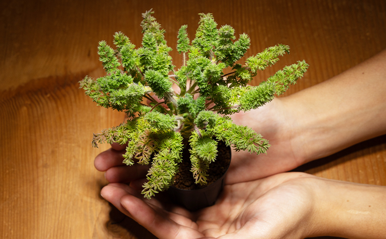 オレオフィルム ペラルゴニウム - 植物 インテリア ナチュラル 自然 グリーン カラフル 観葉植物 おしゃれ 癒し かわいい 多肉植物 塊根植物 サキュレントフィールド Succulent field 高知県 香南市 常温 cc-0014