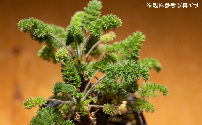 オレオフィルム ペラルゴニウム - 植物 インテリア ナチュラル 自然 グリーン カラフル 観葉植物 おしゃれ 癒し かわいい 多肉植物 塊根植物 サキュレントフィールド Succulent field 高知県 香南市 常温 cc-0014