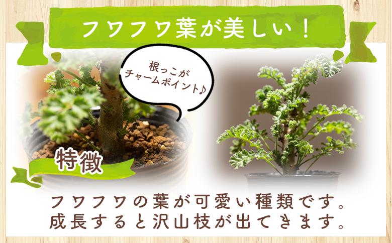 アルテルナンス ペラルゴニウム - 植物 インテリア ナチュラル 自然 グリーン 観葉植物 おしゃれ 癒し かわいい 多肉植物 塊根植物 サキュレントフィールド Succulent field 高知県 香南市 常温 cc-0015
