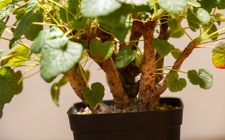 アルテルナンス ペラルゴニウム - 植物 インテリア ナチュラル 自然 グリーン 観葉植物 おしゃれ 癒し かわいい 多肉植物 塊根植物 サキュレントフィールド Succulent field 高知県 香南市 常温 cc-0015