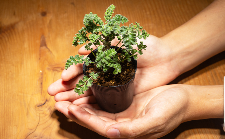 アルテルナンス ペラルゴニウム - 植物 インテリア ナチュラル 自然 グリーン 観葉植物 おしゃれ 癒し かわいい 多肉植物 塊根植物 サキュレントフィールド Succulent field 高知県 香南市 常温 cc-0015