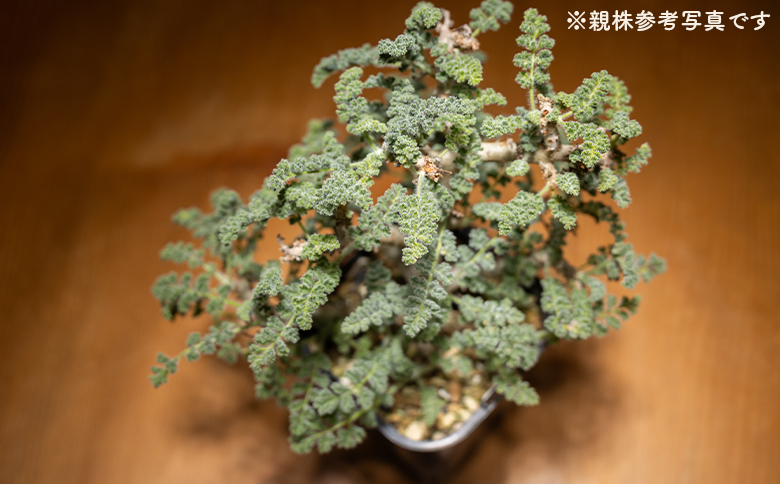 アルテルナンス ペラルゴニウム - 植物 インテリア ナチュラル 自然 グリーン 観葉植物 おしゃれ 癒し かわいい 多肉植物 塊根植物 サキュレントフィールド Succulent field 高知県 香南市 常温 cc-0015