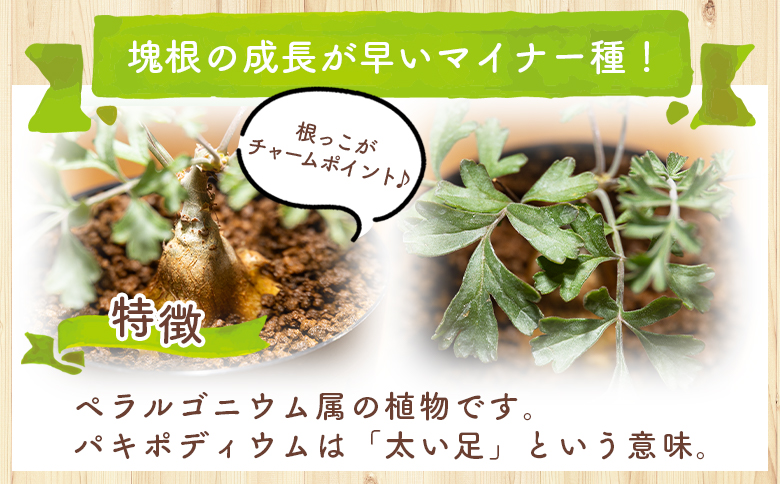 パキポディウム ペラルゴニウム - 植物 インテリア ナチュラル 自然 グリーン 観葉植物 おしゃれ 癒し かわいい 多肉植物 塊根植物 サキュレントフィールド Succulent field 高知県 香南市 常温 cc-0016