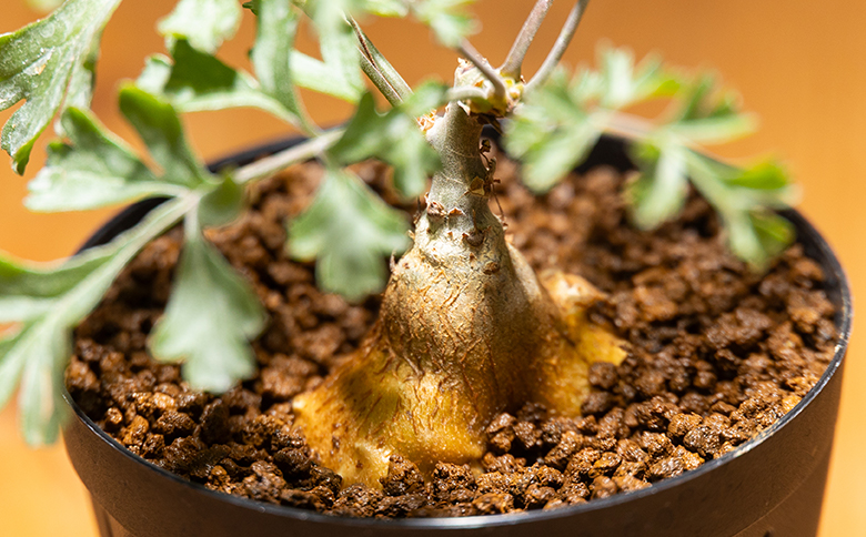 パキポディウム ペラルゴニウム - 植物 インテリア ナチュラル 自然 グリーン 観葉植物 おしゃれ 癒し かわいい 多肉植物 塊根植物 サキュレントフィールド Succulent field 高知県 香南市 常温 cc-0016