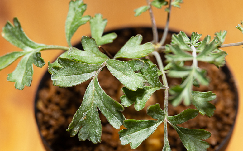 パキポディウム ペラルゴニウム - 植物 インテリア ナチュラル 自然 グリーン 観葉植物 おしゃれ 癒し かわいい 多肉植物 塊根植物 サキュレントフィールド Succulent field 高知県 香南市 常温 cc-0016