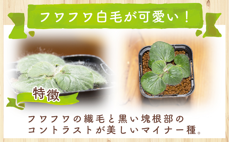 クルビアンドラム ペラルゴニウム - 植物 インテリア ナチュラル 自然 グリーン 観葉植物 おしゃれ 癒し かわいい ふわふわ 多肉植物 塊根植物 サキュレントフィールド Succulent field 高知県 香南市 常温 cc-0017
