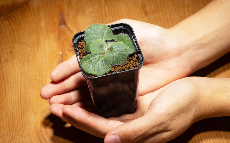 クルビアンドラム ペラルゴニウム - 植物 インテリア ナチュラル 自然 グリーン 観葉植物 おしゃれ 癒し かわいい ふわふわ 多肉植物 塊根植物 サキュレントフィールド Succulent field 高知県 香南市 常温 cc-0017