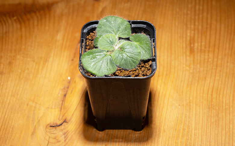 クルビアンドラム ペラルゴニウム - 植物 インテリア ナチュラル 自然 グリーン 観葉植物 おしゃれ 癒し かわいい ふわふわ 多肉植物 塊根植物 サキュレントフィールド Succulent field 高知県 香南市 常温 cc-0017