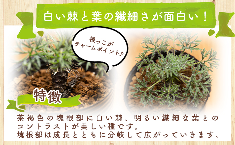 ヒストリクス ペラルゴニウム - 植物 インテリア ナチュラル 自然 グリーン 観葉植物 おしゃれ 癒し かわいい 多肉植物 塊根植物 サキュレントフィールド Succulent field 高知県 香南市 常温 cc-0018