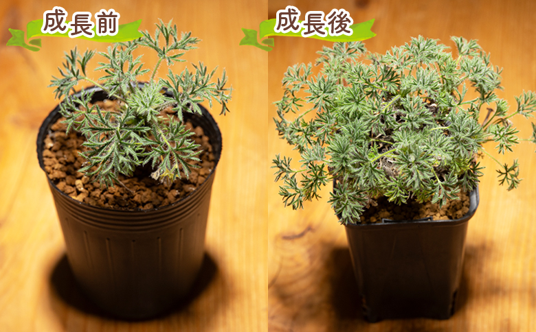 ヒストリクス ペラルゴニウム - 植物 インテリア ナチュラル 自然 グリーン 観葉植物 おしゃれ 癒し かわいい 多肉植物 塊根植物 サキュレントフィールド Succulent field 高知県 香南市 常温 cc-0018
