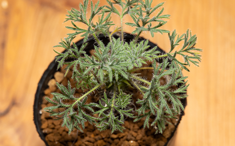 ヒストリクス ペラルゴニウム - 植物 インテリア ナチュラル 自然 グリーン 観葉植物 おしゃれ 癒し かわいい 多肉植物 塊根植物 サキュレントフィールド Succulent field 高知県 香南市 常温 cc-0018