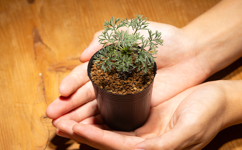 ヒストリクス ペラルゴニウム - 植物 インテリア ナチュラル 自然 グリーン 観葉植物 おしゃれ 癒し かわいい 多肉植物 塊根植物 サキュレントフィールド Succulent field 高知県 香南市 常温 cc-0018
