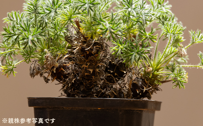 ヒストリクス ペラルゴニウム - 植物 インテリア ナチュラル 自然 グリーン 観葉植物 おしゃれ 癒し かわいい 多肉植物 塊根植物 サキュレントフィールド Succulent field 高知県 香南市 常温 cc-0018