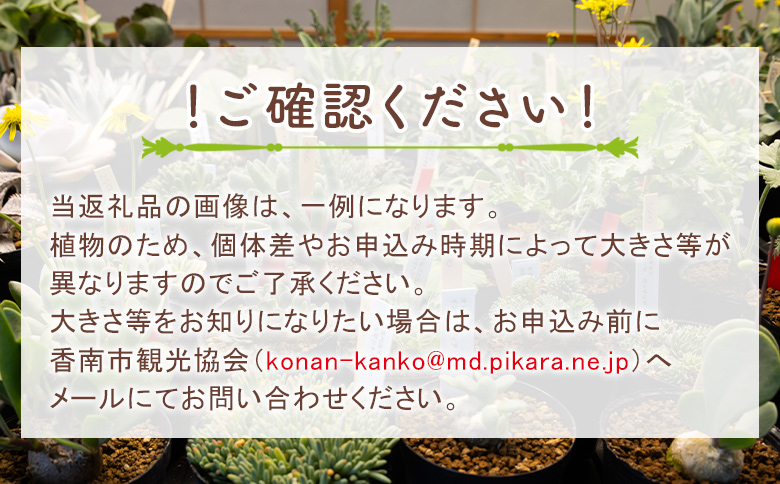 ã¯ãµã³ã ããã¬ã¢ - å€èæ€ç© æ€ç© ãã³ã±ã€ãœãŠç§ åé ã¿ã€ã ã€ã³ããªã¢ ããã¥ã©ã« èªç¶ ã°ãªãŒã³ èŠ³èæ€ç© ãããã çã ãããã Succulent field ãµãã¥ã¬ã³ããã£ãŒã«ã é«ç¥ç éŠååž åžžæž© cc-0001