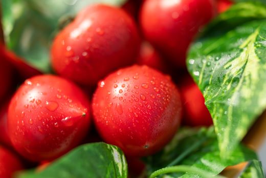 野菜ソムリエが育てた うしの惠フルーツトマト 1kg(500g×2) - 送料無料 期間限定 野菜 とまと 産地直送 料理 アレンジ サラダ 鍋 サンドイッチ 完熟 リコピン 甘い あまい フレッシュ さっぱり 贈答 お礼 御礼 おいしい 国産 高知県 香南市 常温 mj-0025