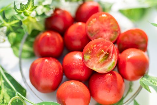 野菜ソムリエが育てた うしの惠フルーツトマト 1kg(500g×2) - 送料無料 期間限定 野菜 とまと 産地直送 料理 アレンジ サラダ 鍋 サンドイッチ 完熟 リコピン 甘い あまい フレッシュ さっぱり 贈答 お礼 御礼 おいしい 国産 高知県 香南市 常温 mj-0025