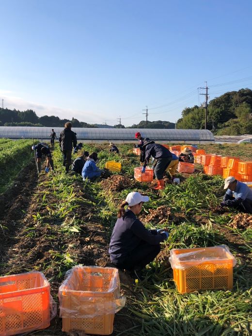 香南市産 別役の生姜 20kg - しょうが ショウガ ジンジャー 薬味 調味料 国産 株式会社べっちゃく 高知県 香南市 bc-0011