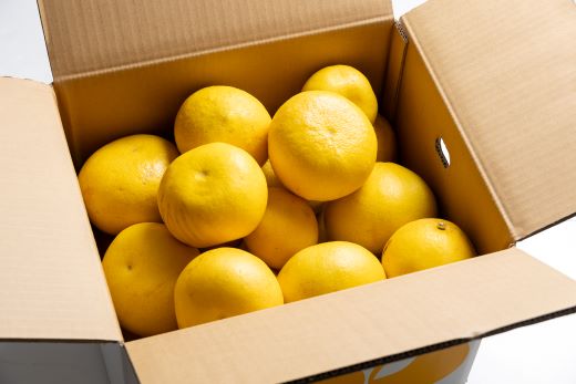 åäœææŠ å®¶åºçš 3kg 倧尿··å(ãµã€ãºïŒLïœ3L) - æç© ãã«ãŒã ææ© ã¶ããã ãã³ã¿ã³ ãããã éæç¡æ ç¹ç£å æééå® å±±åã¿ãã é«ç¥ç éŠååž åžžæž© yk-0071