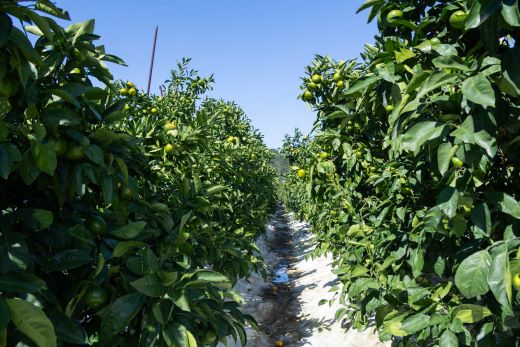 【みかん定期便 3回】土佐乃かなやのみかん5kg(S～Lサイズ)×3回 合計15kg - 定期便 数量 国産 早生みかん 蜜柑 ミカン 柑橘 果物 くだもの フルーツ ご家庭用 ご自宅用 Benifare 高知県 香南市 常温 Wbe-0127