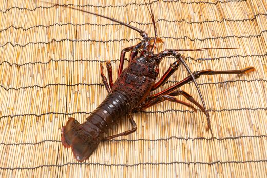 伊勢海老 計500g(1～2匹) 冷凍 - 訳あり 国産 エビ えび 海鮮 魚介 産地直送 プリプリ 味噌汁 刺身 焼き物 汁物 えび蔵 高知県 香南市 冷凍 10000円以上 1万円以上 eb-0045