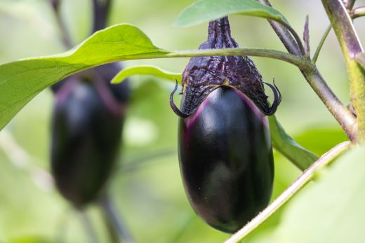 立仙農園 うちのナス 合計1.5kg - なす 茄子 なすび ナスビ 生鮮 野菜 やさい 朝採れ 新鮮 rs-0001