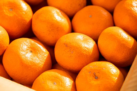 【みかん定期便 3回】土佐乃かなやのみかん5kg(S～Lサイズ)×3回 合計15kg - 定期便 数量 国産 早生みかん 蜜柑 ミカン 柑橘 果物 くだもの フルーツ ご家庭用 ご自宅用 Benifare 高知県 香南市 常温 Wbe-0127