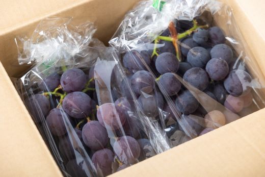 ã¶ã©ã è€çš 2P - åœç£ æç© ãã ãã® éæ ãã«ãŒã è¡è ãã㊠ã°ã¬ãŒã ãžã¥ãŒã·ãŒ ãã¶ãŒã ããããåž é«ç¥ç éŠååž å·èµ yr-0098