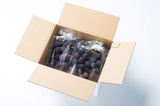 ã¶ã©ã è€çš 6P - åœç£ æç© ãã ãã® éæ ãã«ãŒã è¡è ãã㊠ã°ã¬ãŒã ãžã¥ãŒã·ãŒ ãã¶ãŒã ããããåž é«ç¥ç éŠååž å·èµ yr-0100